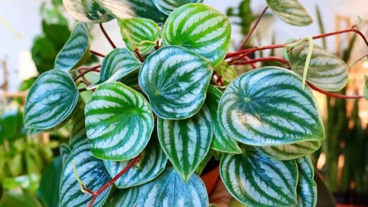 10 Tiny Changes That Make a Huge Difference in Plant Health