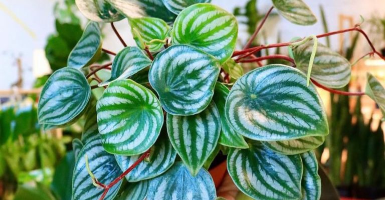 10 Tiny Changes That Make a Huge Difference in Plant Health