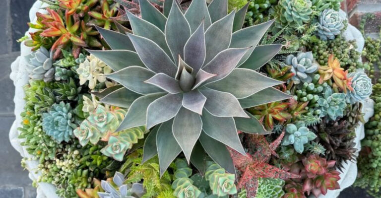 10 Trendy Houseplants You’ll Regret Buying (And 5 to Get Instead)