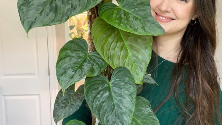10 Tropical Plants That Bring Vacation Vibes to Your Home