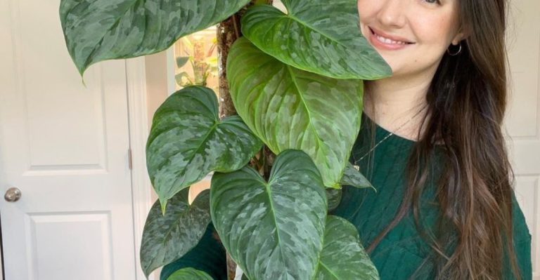 10 Tropical Plants That Bring Vacation Vibes to Your Home