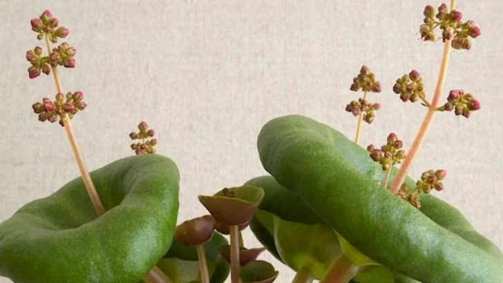 10 Unusual Succulents That Double as Living Sculptures