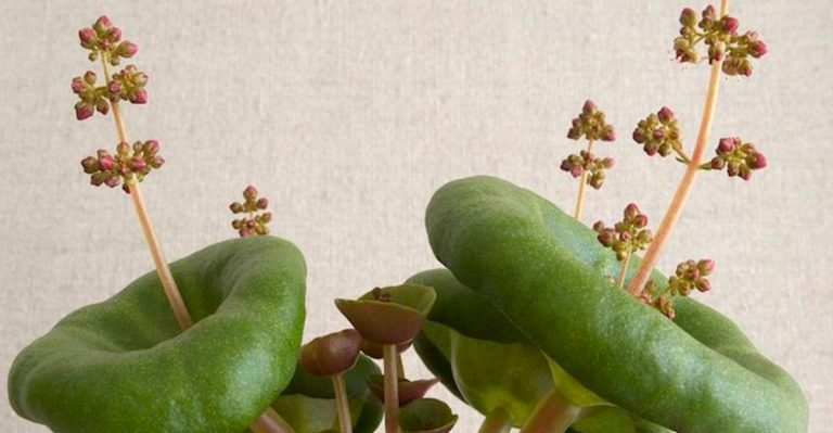 10 Unusual Succulents That Double as Living Sculptures
