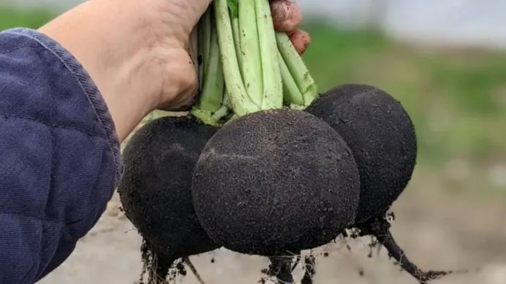 10 Unusual Vegetables You Can Grow in Containers