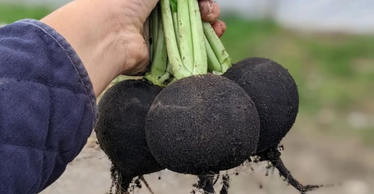 10 Unusual Vegetables You Can Grow in Containers