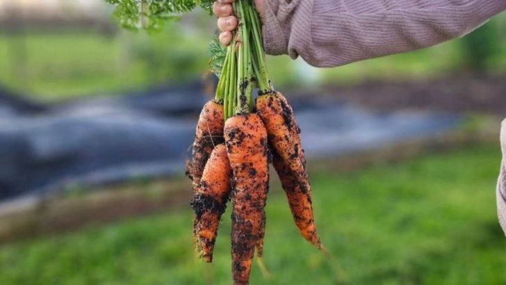 10 Vegetables Perfect for First-Time Gardeners Over 60 + 7 That Can Be Frustrating