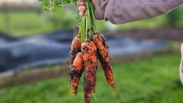 10 Vegetables Perfect for First-Time Gardeners Over 60 + 7 That Can Be Frustrating