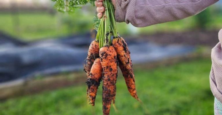 10 Vegetables Perfect for First-Time Gardeners Over 60 + 7 That Can Be Frustrating