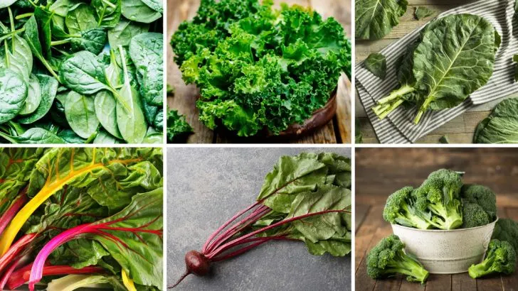 10 Vegetables Rich in Iron for More Energy and Better Blood Flow