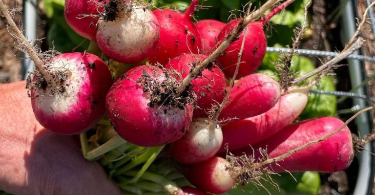 10 Vegetables That Grow Fast but Don’t Take Over Your Garden