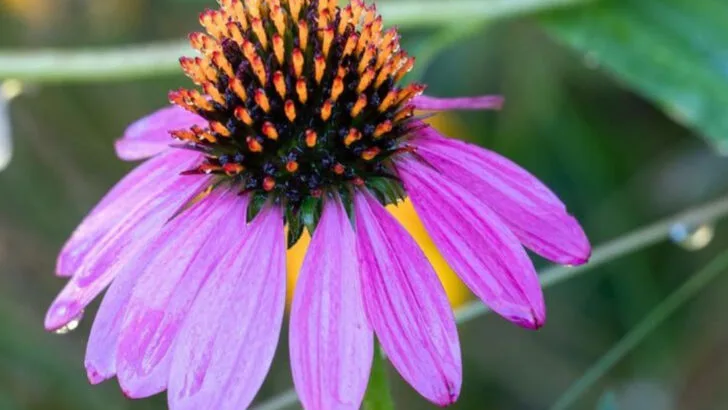 10 Wildflowers That Thrive Without Fuss