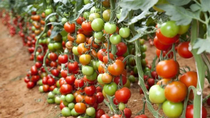 11 Edible Crops That Practically Grow Themselves and 7 That Constantly Let You Down