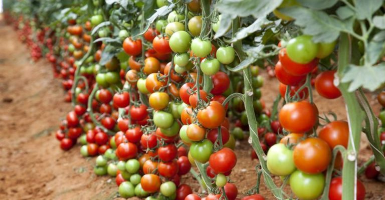 11 Edible Crops That Practically Grow Themselves and 7 That Constantly Let You Down