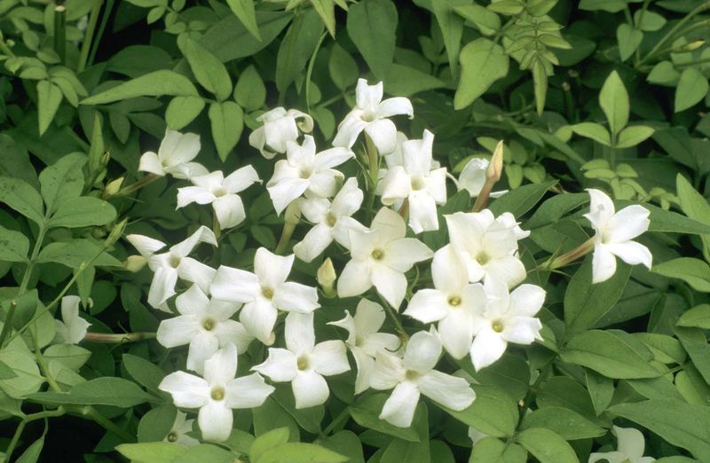 Jasmine
