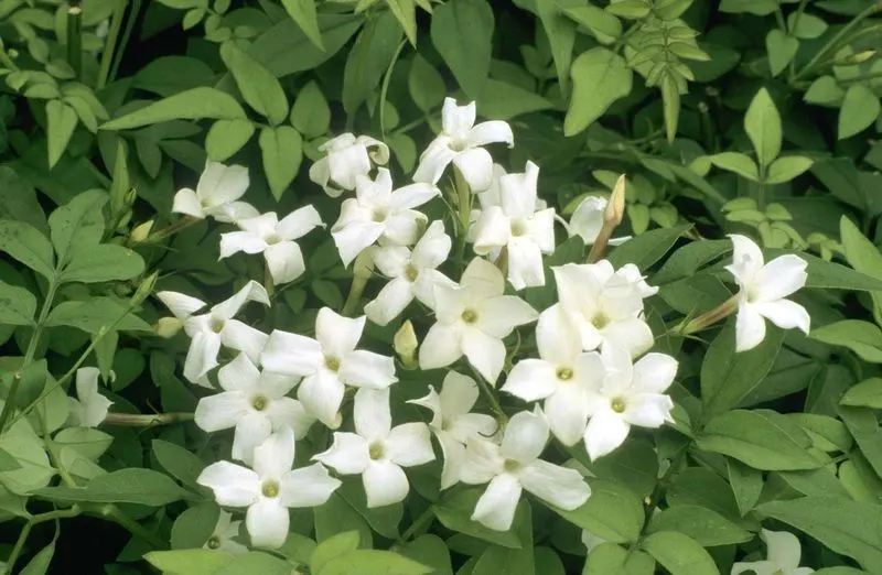 Jasmine