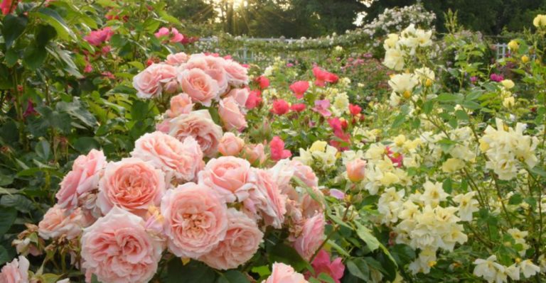 11 Garden Favorites for Fragrance and 1 That Just Falls Flat