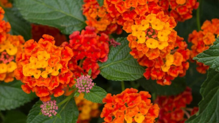 11 Beautiful Flowers That Thrive in Coastal Heat—And 4 That Won’t Survive It