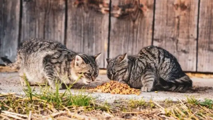 11 Clever Ways to Use Coffee Grounds in Your Garden