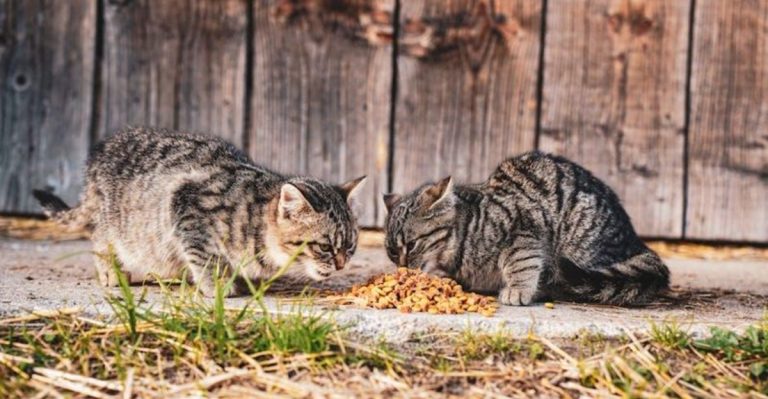 11 Clever Ways to Use Coffee Grounds in Your Garden