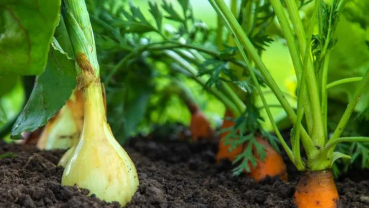11 Companion Plants That Boost Vegetable Yields + 9 Pairings That Actually Harm Your Garden