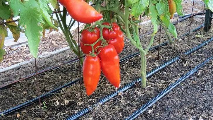 11 Eco-Friendly Ways to Water Your Garden (Without Waste)