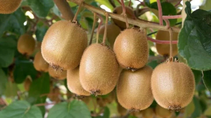 11 Fruits That Thrive in Coastal Gardens—and 4 That Never Do