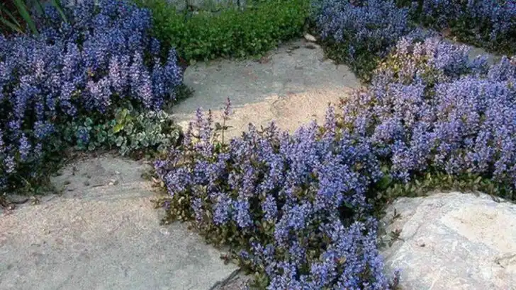 11 Ground Covers and 4 Low Shrubs That Replace Lawn Beautifully