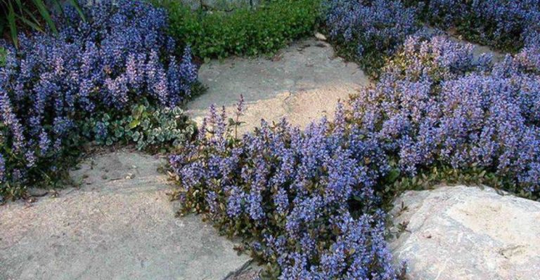 11 Ground Covers and 4 Low Shrubs That Replace Lawn Beautifully