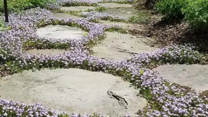 11 Ground Covers That Replace Mulch and Look Better Doing It