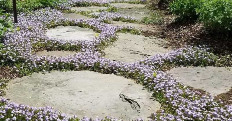 11 Ground Covers That Replace Mulch and Look Better Doing It