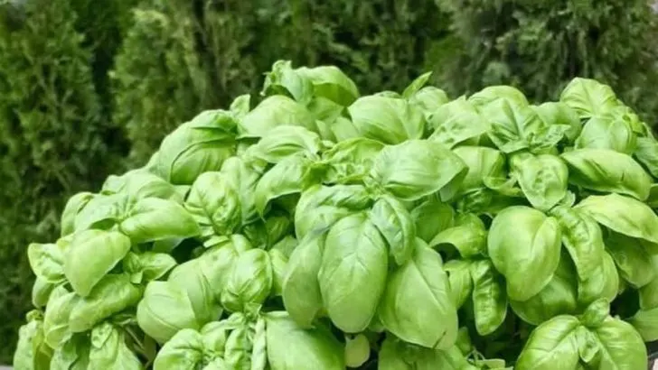 11 Herbs That Regrow Themselves and Taste Better Dry