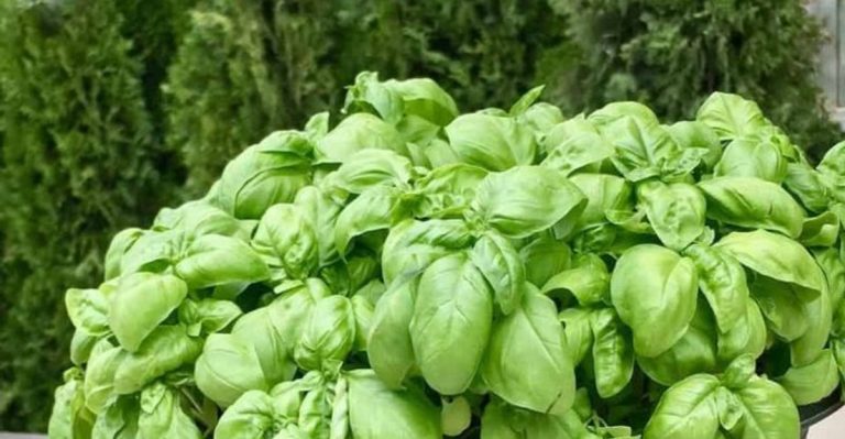 11 Herbs That Regrow Themselves and Taste Better Dry