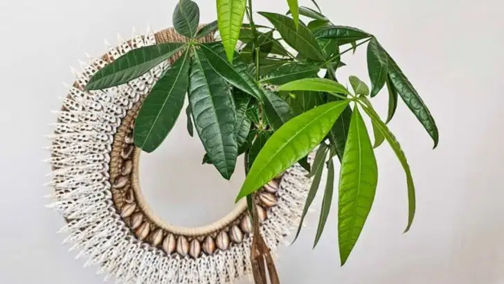 11 Indoor Trees That Stay Compact and Add Drama