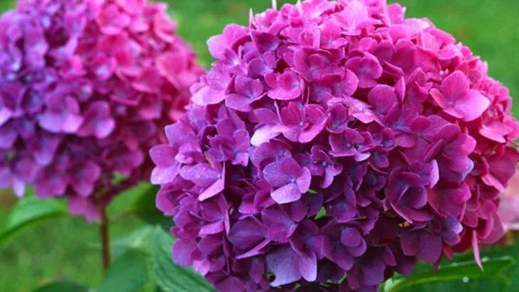11 Pretty Flowers That Come Back Every Year—and 5 That Never Do