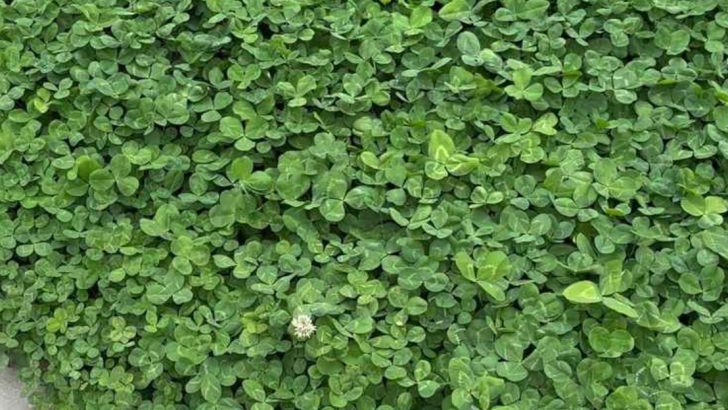11 ‘Weeds’ That Are Actually Healing Your Garden