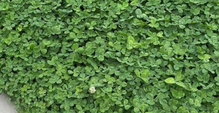 11 ‘Weeds’ That Are Actually Healing Your Garden