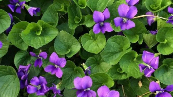 11 Wild Edible Plants You Can Forage in Your Backyard