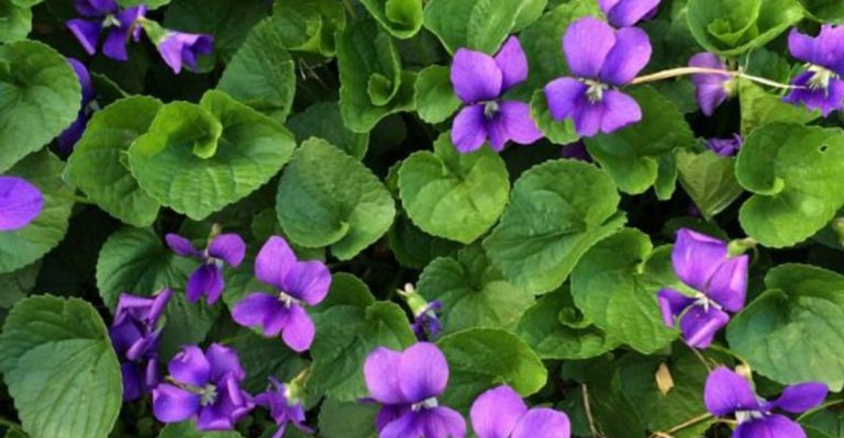 11 Wild Edible Plants You Can Forage in Your Backyard