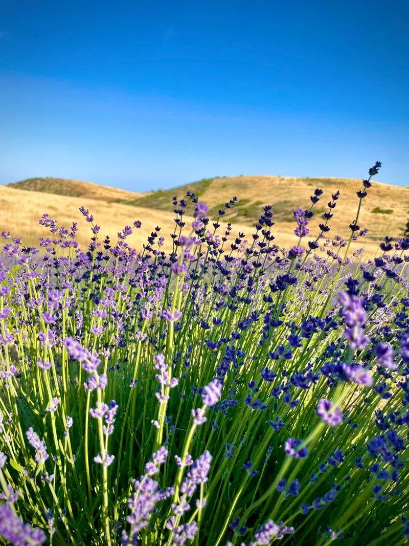 Lavender