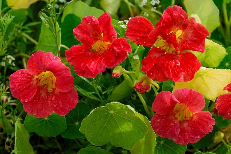Nasturtiums
