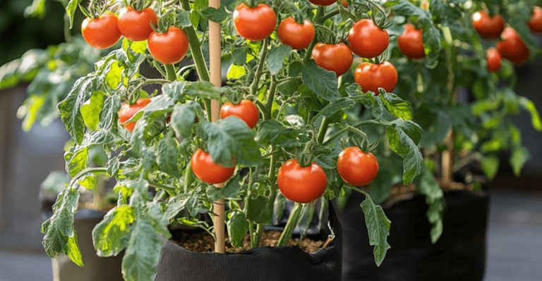 12 June Tomato Tips and 4 Easy Fertilizing Wins