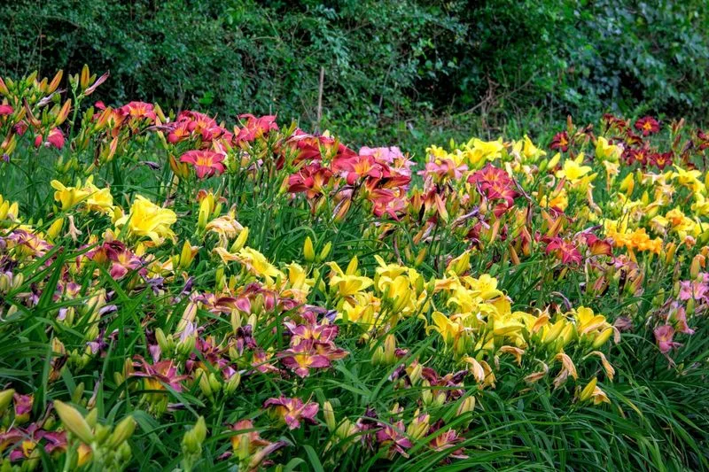 Daylily