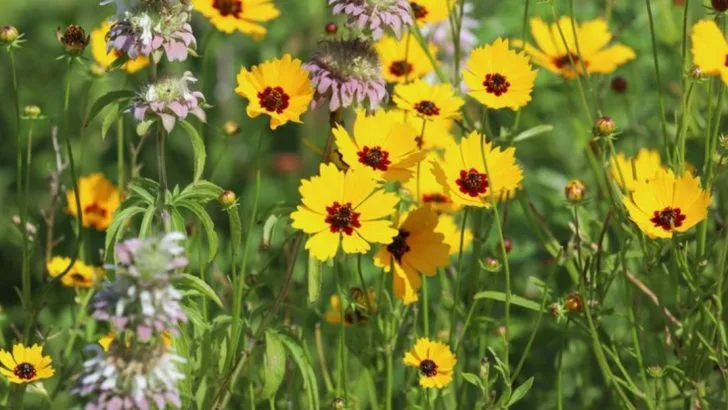 12 Perennials That Bloom from Spring to Fall and 8 That Never Stop Blooming