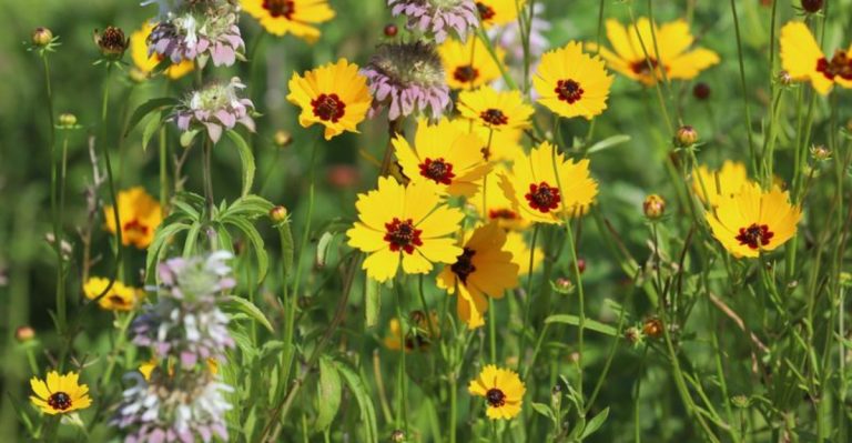 12 Perennials That Bloom from Spring to Fall and 8 That Never Stop Blooming