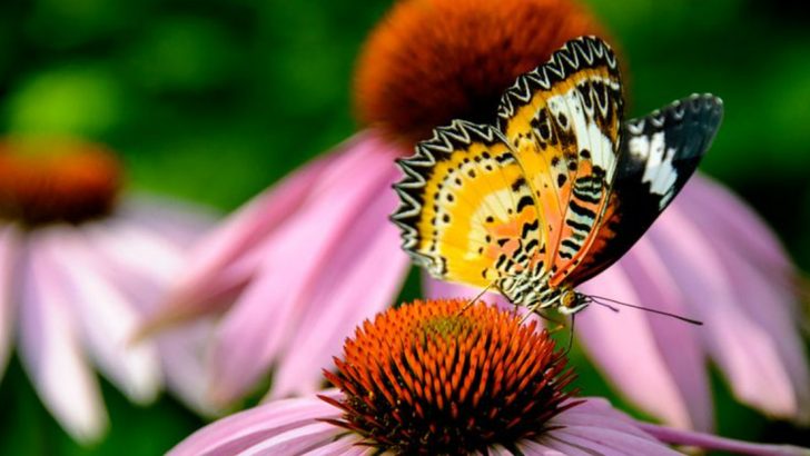 12 Perennials That Survive Anything and 8 That Get Better Every Year