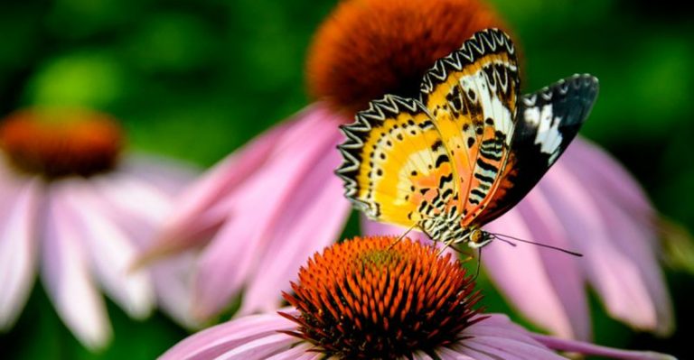 12 Perennials That Survive Anything and 8 That Get Better Every Year