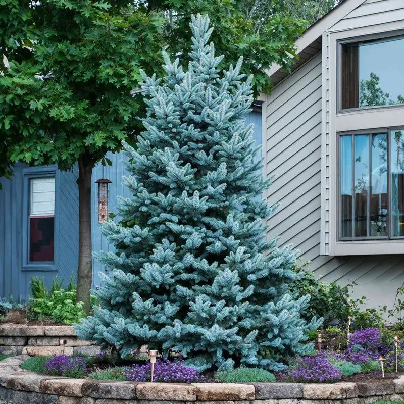 Blue Spruce