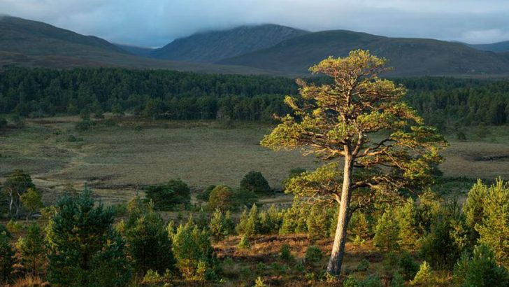 12 Popular Evergreen Trees and 6 That Turn Into a Maintenance Nightmare