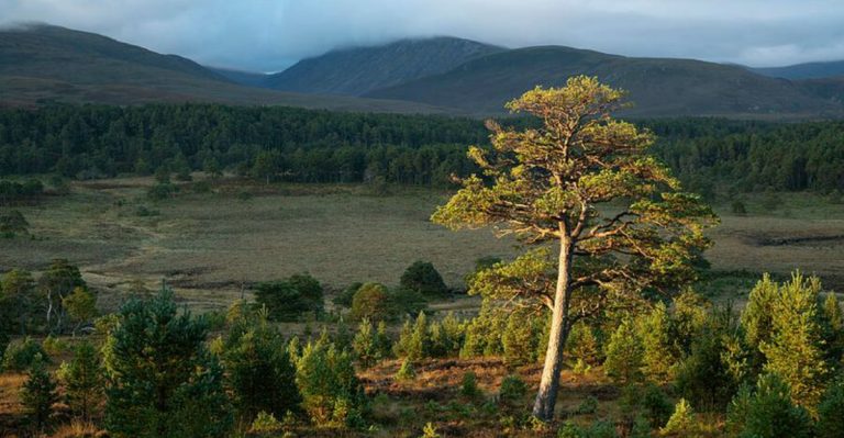 12 Popular Evergreen Trees and 6 That Turn Into a Maintenance Nightmare
