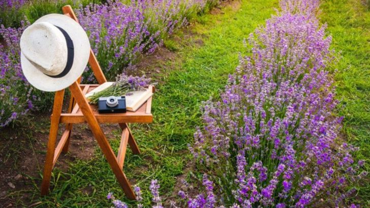 12 Stunning Blooms That Taste Amazing but Won’t Overrun Your Yard